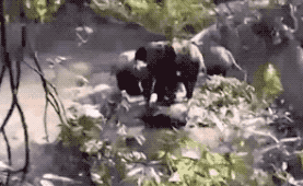 134209msh1bhr9hdbrhdsb.gif
