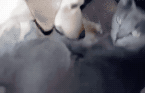 134219lpoljjkkksf6080y.gif