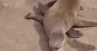 134225z73kskfddfheelwe.gif