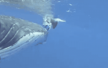 134241e2nrmxac4za6625x.gif