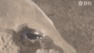 134246ic3g7ewh07c933e5.gif