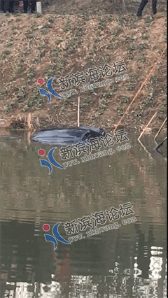 1_20190116170218.gif