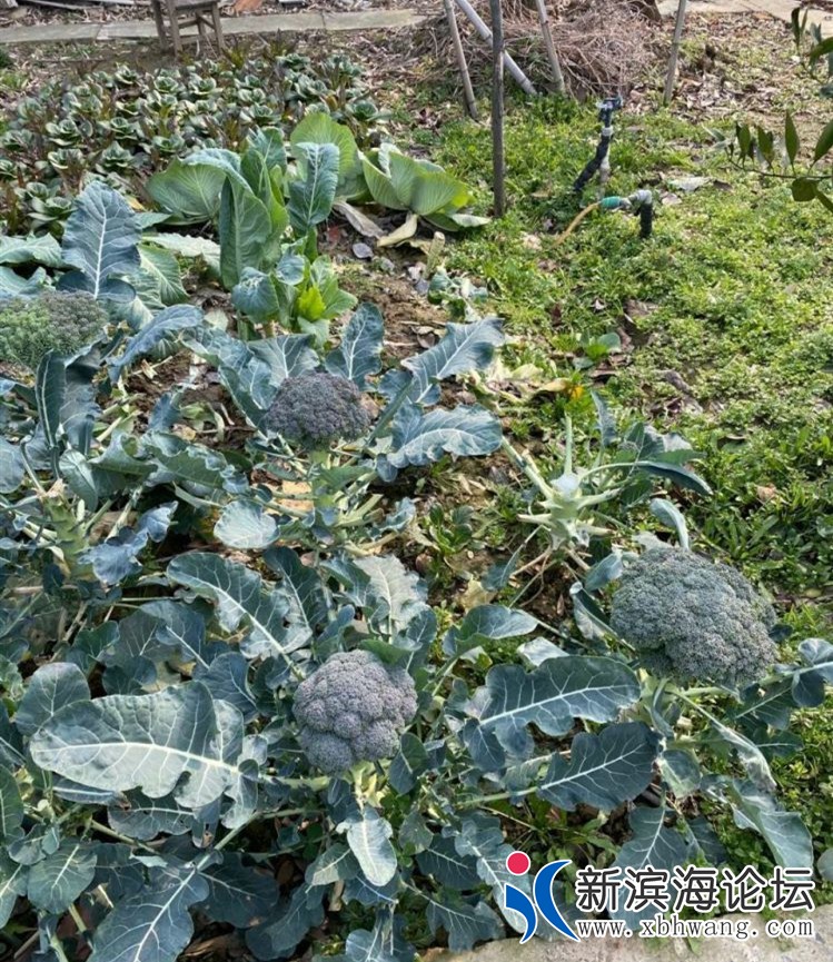 微信图片_20200203165829 - 副本.jpg