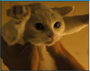 20200508_96622_1588900026485.gif