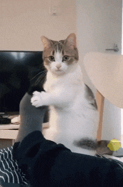 20200719_96622_1595167933430.gif