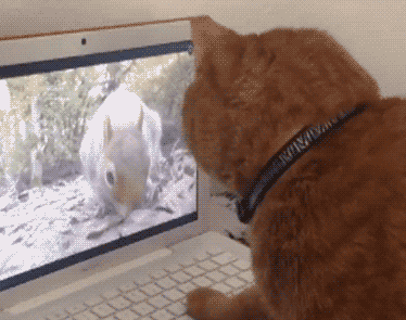 20200823_96622_1598168136308.gif