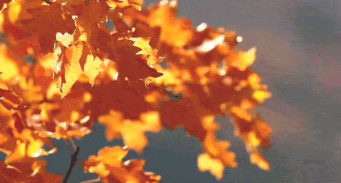 微信图片_20200922140335.gif