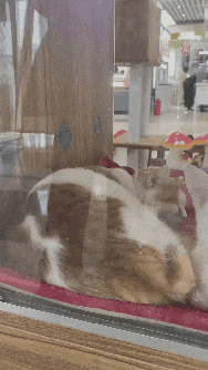 20201016_96622_1602824738885.gif