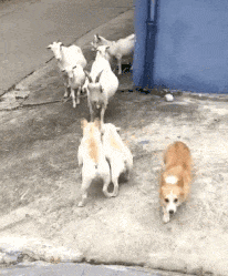 front2_0_Fj-44OPt4ekcz_1wXMr9l7ely1x7.1608532093.gif