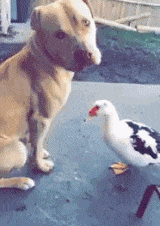front2_0_Fl1haqDUeLII743SI-OQvfnV6IU8.1622019483.gif