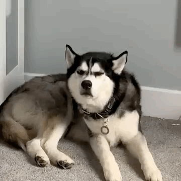 front2_0_Fn5OgsrWI-qddLFSBRYLUWWnsCSH.1627297758.gif
