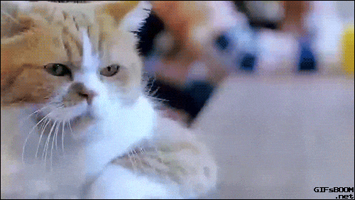 front2_0_FgNZnwD2uxnAaFGmnDe_cBtrt9GP.1630463681.gif