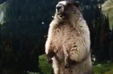7.gif